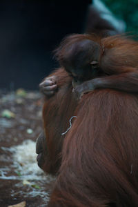 Close-up of a monkey