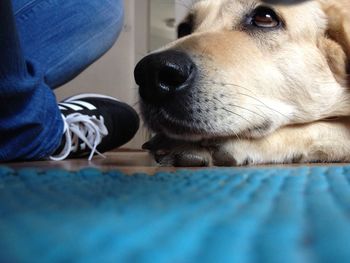 Low section of woman with dog