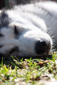 Close-up of siberian husky sleeping on grass