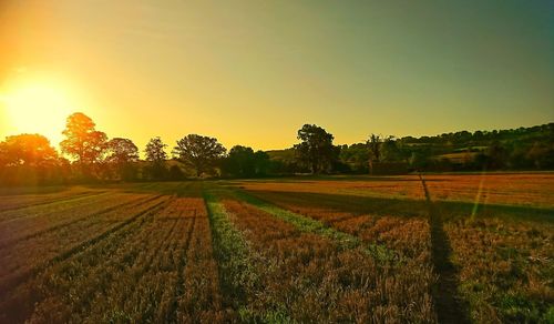 Scenic view of field against clear sky during sunset