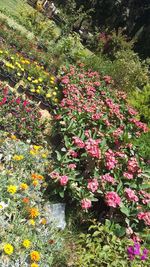 Pink flowers blooming outdoors