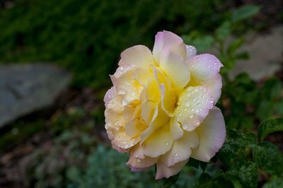 Close-up of wet rose blooming outdoors