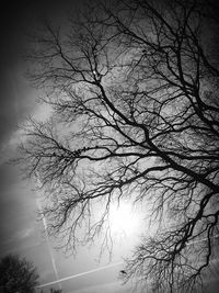 Close-up of silhouette bare tree against sky