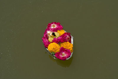 High angle view of pink floating on water