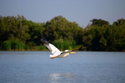 Seagull flying over a bird