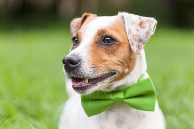 Close-up of dog wearing bow tie while standing outdoors