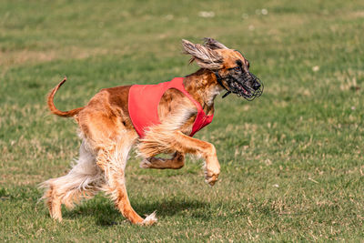 Close-up of dog running on field