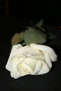 Close-up of white rose