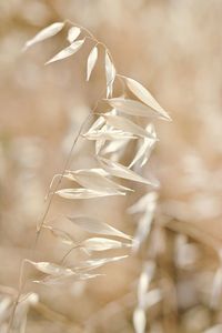 Close-up of plant