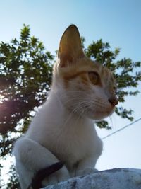 Low angle view of cat looking away against sky