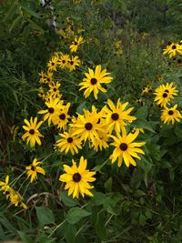 Close-up of yellow flowering plants on field