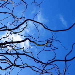 Low angle view of bare trees against blue sky