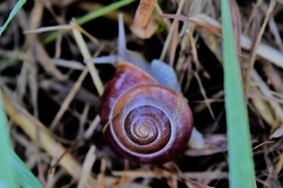 Close-up of snail on plant