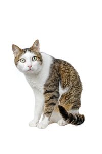Portrait of a cat against white background