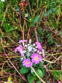 High angle view of pink flowering plant on field