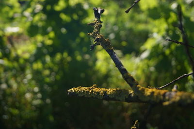 Close-up of lichen on branch