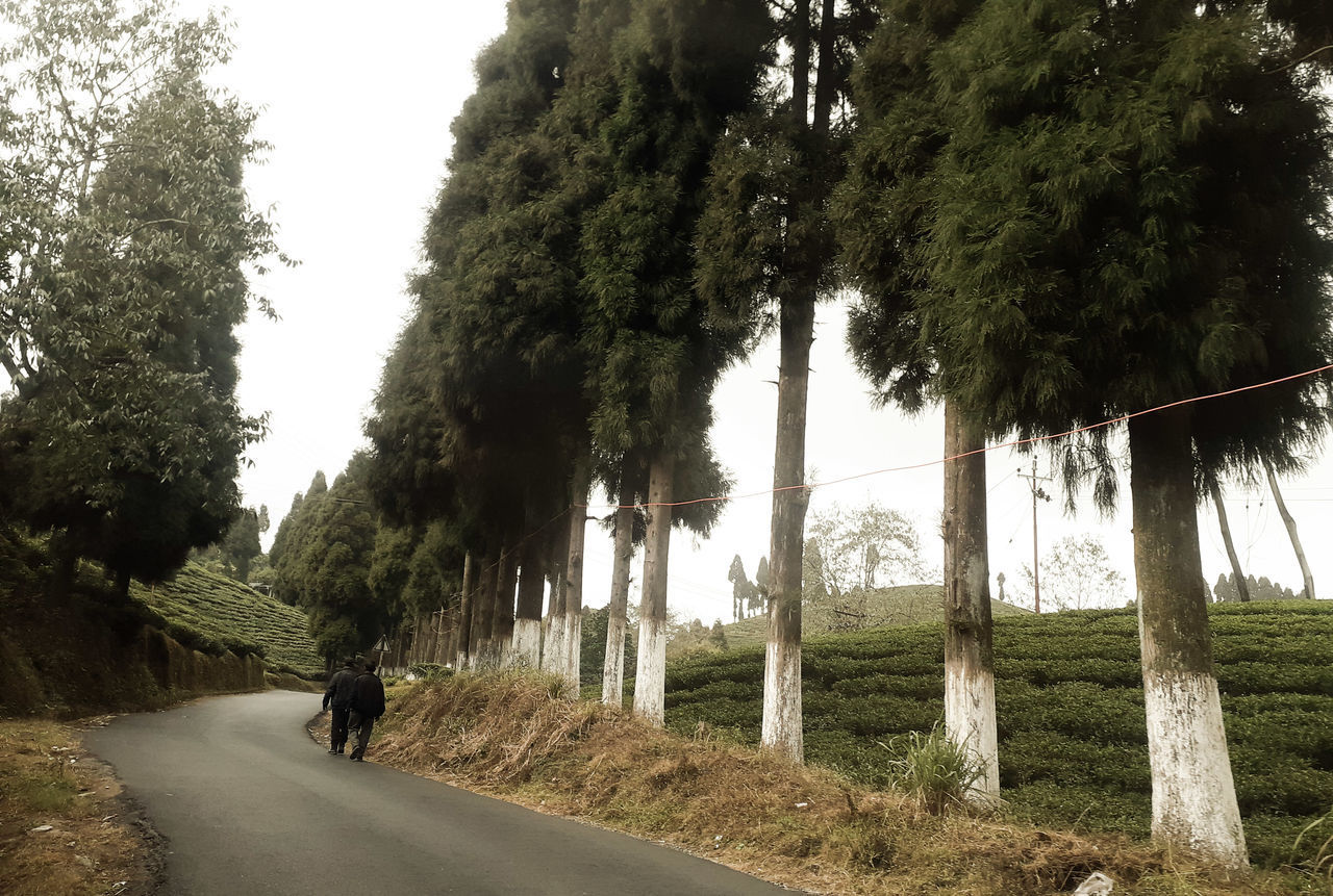 MAN RIDING BICYCLE ON ROAD BY TREES