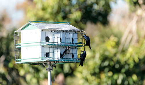 Purple martin birds progne subis fly and perch around a birdhouse in marco island, florida