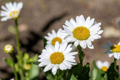 Close-up of white daisy flowers