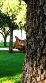 Dog on tree trunk