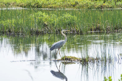 Heron in lake