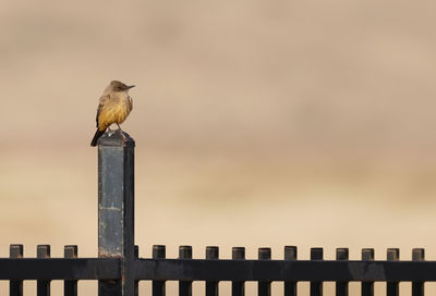 Bird perching on wooden post