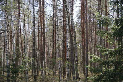 View of trees in forest