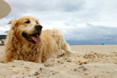 Close-up of dog at beach against sky