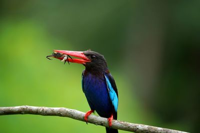 Close-up of bird perching on branch