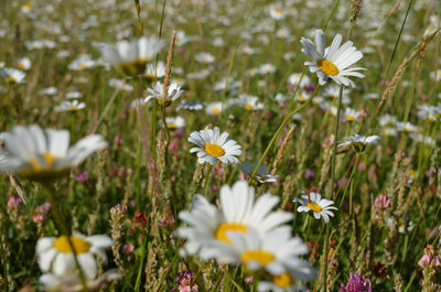 Close-up of white cosmos flowers blooming on field