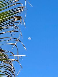 Low angle view of plants against blue sky