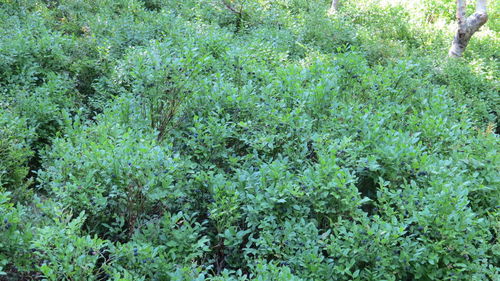 Full frame shot of plants growing in forest