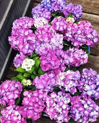 High angle view of pink flowering plant