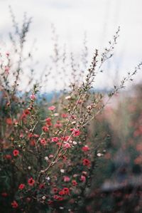 Close-up of red flowers on tree