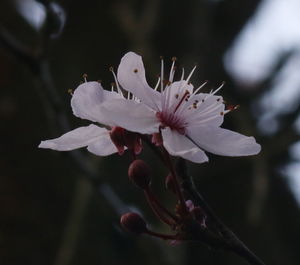 Close-up of fresh white flowers in twig