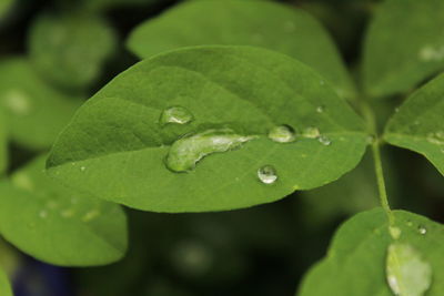 Close-up of raindrops on leaves