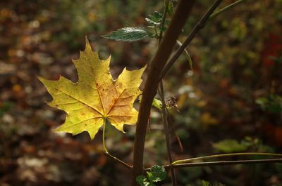 Close-up of maple leaves