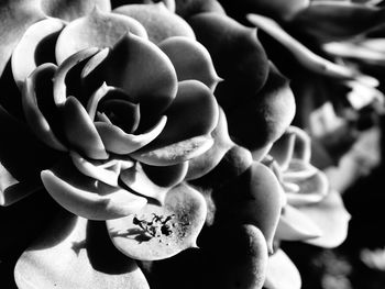 Close-up of flower blooming outdoors