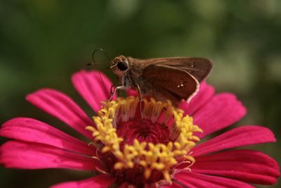 Close-up of butterfly pollinating on pink flower