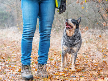 Australian working breed dog goes for a walk next to the legs of its owner. curious dog is looking