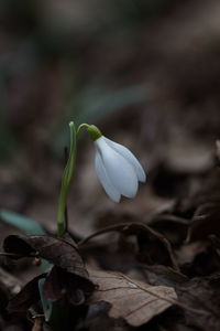 Close-up of flower growing outdoors