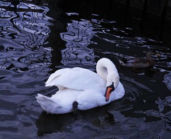 Swan floating on water