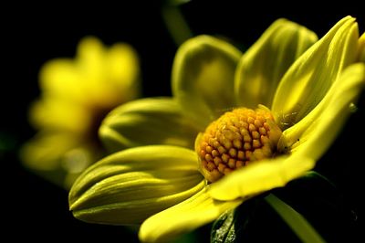 Close-up of yellow flower blooming against black background