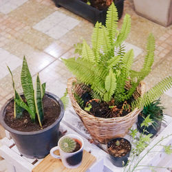 High angle view of plants