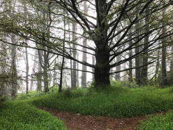 Scenic view of forest