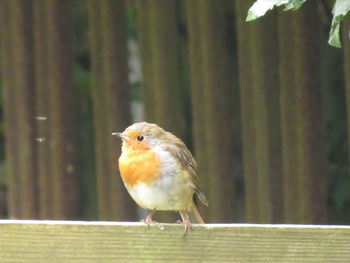 Close-up of bird perching on wood