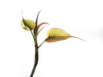 Close-up of plant against white background