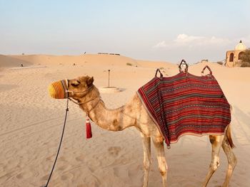 Rear view of woman standing on sand at desert