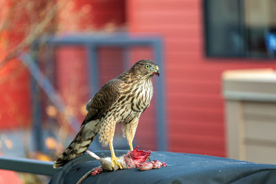 Close-up of bird perching