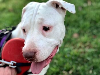 Close-up of dog sticking out tongue on field